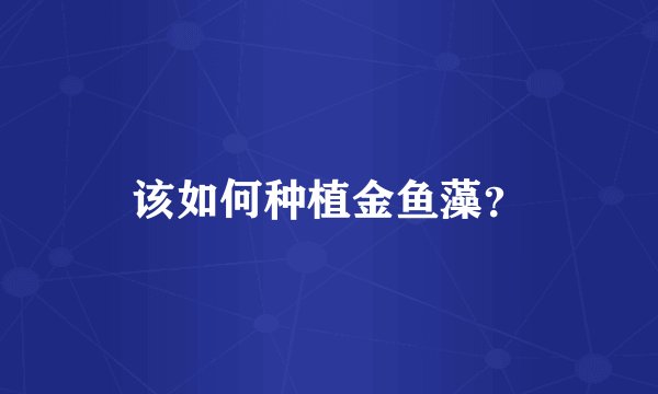 该如何种植金鱼藻？