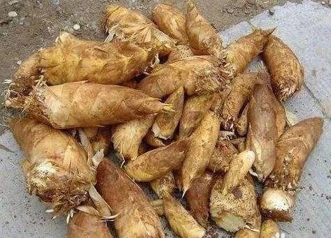冬笋每斤40元价格贵过肉，冬笋有什么营养价值？
