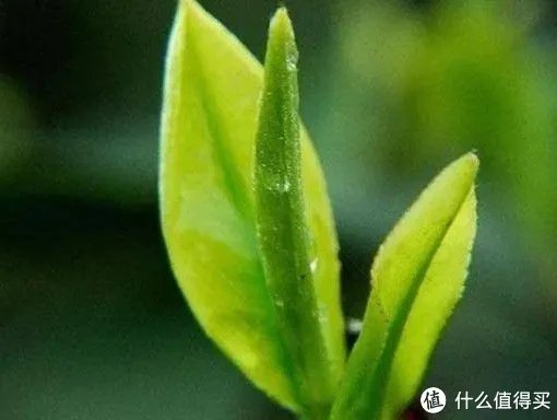 绿茶哪个品牌好?绿茶十大品牌有哪些?